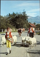 WEISSBAD Alpabfahrt Sennen In Tracht Kühe Ziegen - Weissbad 