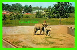 GRANBY, QUÉBEC - JARDIN ZOOLOGIQUE DE GRANBY, LES ÉLÉPHANTS MAMAN ET SON PETIT - UNIC - - Granby