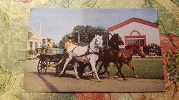 Russia  - TROIKA (horse)  - Old Postcard 1967 - Pferde