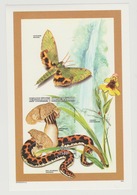 Madagascar Madagaskar 1998 Mi. Bl. 281B Papillon Butterfly Schmetterling Champignon Mushroom Pilz Oiseau Serpent Snake - Paddestoelen