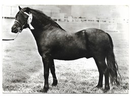 CHEVAUX PONEY DARTMEOR  élévage Anglais - Viehzucht