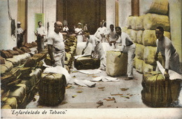 Enfardelado De Tabaco . Tobacco. Cigars . - Cuba