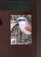 Belgie Buzin Vogels Birds 2885 Maximumkaart Gekleurd MB RR Bruxelles - 1991-2000
