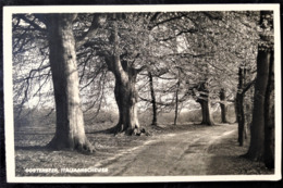 Netherlands, Uncirculated Postcard,  "Nature", "Landscapes", "Oosterbeek" - Oosterbeek