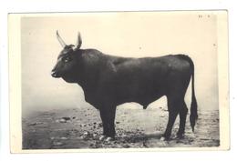 CPSM 13 Camargue Lot 3 Cartes Maison Gardian à Cheval Taureau Carte Photo George Arles Années 50/60 - Toros