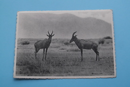 TOPI ANTELOPES - Nyamushengero, Plain Of Lake Edward / Parc National Albert ( Zie/voir Photo / A. Dohmen ) Anno 19?? ! - Congo Belge