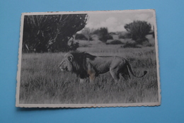 LION - Vitshumbi, Plain Of Lake Edward / Parc National Albert ( Zie/voir Photo / A. Dohmen ) Anno 19?? ! - Congo Belge