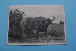 OLD MALE BUFFALO - Vitshumbi, Plain Of Lake Edward / Parc National Albert ( Zie/voir Photo / A. Dohmen ) Anno 19?? ! - Congo Belge