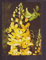 HAUTE VOLTA GLYCINE DE BROUSSE - Flowers
