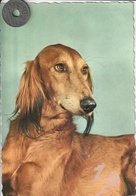 Carte Postale De Chien Lévrier Afghan - Dogs
