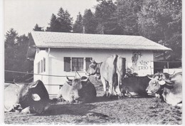 Ernen. Alpe Frid. Kühe Auf Der Alp. Vaches à L'alpage. Format 10 X 15 - Ernen