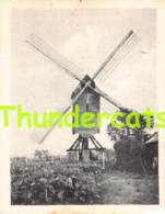 CHROMO HERENTHOUT DE MOLEN MOULIN 9 X 7 - Herenthout