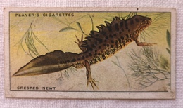 Chromo Image Player's Cigarettes Crested Newt Triton Huppé  John Player & Sons Salamandre - Player's