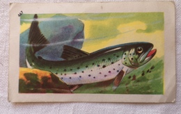 Chromo Image Entremets FRANCORUSSE 467 Truite De Lac Histoire Naturelle Album 4 Poisson - Player's