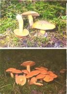 Mushrooms, Suillus Variegatus And Suillus Bovinus, 1976 - Pilze