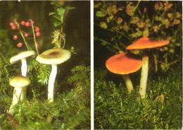 Mushrooms, Cortinarius Mucosus, 1976 - Mushrooms