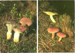 Mushrooms, Tricholomopsis Rutilans And Gomphidius Glutinosus, 1976 - Mushrooms