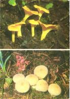 Mushrooms, Cantharellus Cibarius And Lycoperdon Perlatum, 1976 - Champignons