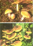 Mushrooms, Rozites Caperata And Armillariella Mellea, 1976 - Mushrooms