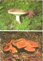 Mushrooms, Lactarius Trivialis And Lactarius Rufus, 1976 - Mushrooms