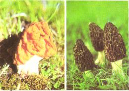 Mushrooms, Morchella Conica And Gyromitra Gigas, 1976 - Champignons