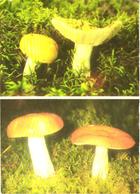 Mushrooms, Russula Flava And Russula Decoloranis, 1976 - Pilze