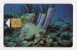 ANTILLES NEERLANDAISES BONNAIRE REF MV CARDS BON-11 60U Année 1997 Corail - Antillen (Nederlands)