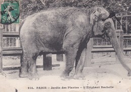 PARIS. Jardin Des Plantes. L' ELEPHANT "Rachelle" - Éléphants