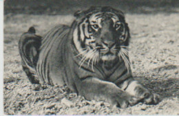 PARIS. Parc Zoologique  Du Bois De Vincennes  Un TIGRE DU BENGALE - Tigres