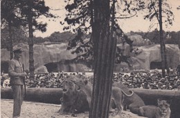 PARIS. Parc Zoologique Du Bois De Vincennes.  Le Travail Des LIONS Sur Leur Plateau - Leones