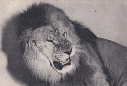 PARIS. Parc Zoologique Du Bois De Vincennes.  Un  LION - Lions