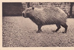 Parc Zologique De CLERES (76) CAPYBARA - Altri & Non Classificati