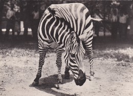 Cpsm 10x15. ZEBRE  . Pub TRANSFUSINE - Zebras