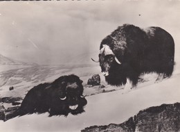 Cpsm 10x15. MUSK-OX   . Pub Génoline - Other & Unclassified