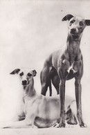 Cpsm 10x15. (Chiens) WHIPPETS   . Pub Génoline - Chiens