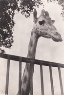 Cpsm 10x15. GIRAFE    . Pub Génoline - Giraffes