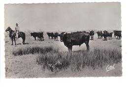 CPSM 13 Camargue Manade Elevage De Taureaux Gardian Cattle Breading Bulls - Toros