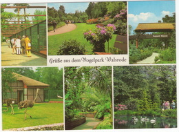 Vogelpark Walsrode -  Strauß / Struisvogel / Ostrich / Autruche - Walsrode