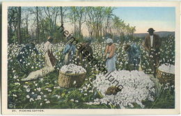 African-Americans - Picking Cotton - Black Americana