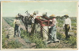 African-Americans - Potato Sorter And Sacker - Black Americana