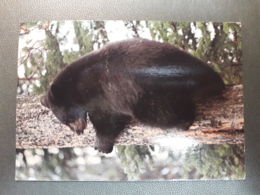 OURS AMERICAN BLAKC BEAR YELLOWSTONE NATIONAL PARK - Ours