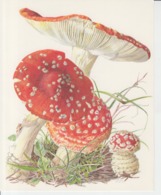 Forests Flora - Collection Silva 90/93 Drawing Printed Album Page 180/145 Mm - Amanita Muscaria L. - Mushrooms