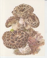 Forests Flora - Collection Silva 90/93 Drawing Printed Album Page 180/145 Mm - Hydnum Imbricatum L. - Pilze