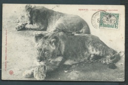 Cote Des Somalis   , Yvert N° 56 SUR CPA ( Djibouti - Lions D'Abyssinie Apprivoisés -  Zbm89 - Covers & Documents