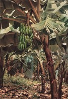 Delcampe - BANANIERS - Bäume