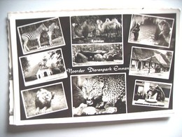 Nederland Holland Pays Bas Emmen Met Dieren Van De Dierentuin 1961  Zoo - Emmen