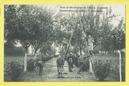 * Ruiselede - Ruysselede (West Vlaanderen) * (Cesar Standaert) école De Bienfaisance De L'état, Récolte Des Fruits, TOP - Ruiselede