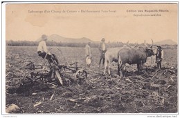 ILE MAURICE  LABOURAGE D'UN CHAMP DE CANNES ETABLISSEMENT SANS SOUCI   EDITEUR MAGASINS REUNIS - Maurice