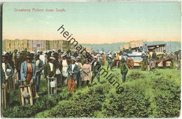 African-Americans - Strawberry Pickers Down South - Black Americana