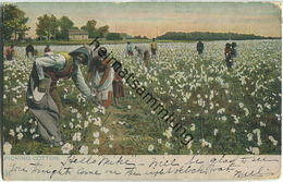 African-Americans - Picking Cotton - Black Americana